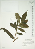 中文名:牛奶榕(S036984)學名:Ficus erecta Thunb. var. beecheyana (Hook. & Arn.) King(S036984)中文別名:牛乳榕