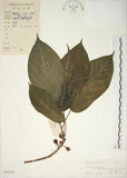 中文名:牛奶榕(S037510)學名:Ficus erecta Thunb. var. beecheyana (Hook. & Arn.) King(S037510)中文別名:牛乳榕