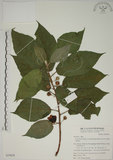 中文名:牛奶榕(S039838)學名:Ficus erecta Thunb. var. beecheyana (Hook. & Arn.) King(S039838)中文別名:牛乳榕