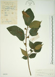 中文名:牛奶榕(S042765)學名:Ficus erecta Thunb. var. beecheyana (Hook. & Arn.) King(S042765)中文別名:牛乳榕