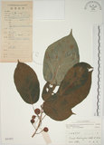 中文名:牛奶榕(S042943)學名:Ficus erecta Thunb. var. beecheyana (Hook. & Arn.) King(S042943)中文別名:牛乳榕