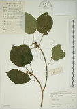 中文名:牛奶榕(S045052)學名:Ficus erecta Thunb. var. beecheyana (Hook. & Arn.) King(S045052)中文別名:牛乳榕