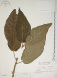 中文名:牛奶榕(S046322)學名:Ficus erecta Thunb. var. beecheyana (Hook. & Arn.) King(S046322)中文別名:牛乳榕