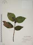 中文名:牛奶榕(S047206)學名:Ficus erecta Thunb. var. beecheyana (Hook. & Arn.) King(S047206)中文別名:牛乳榕