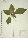 中文名:牛奶榕(S049331)學名:Ficus erecta Thunb. var. beecheyana (Hook. & Arn.) King(S049331)中文別名:牛乳榕