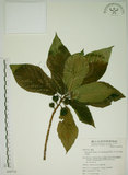 中文名:牛奶榕(S049710)學名:Ficus erecta Thunb. var. beecheyana (Hook. & Arn.) King(S049710)中文別名:牛乳榕