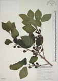 中文名:牛奶榕(S050625)學名:Ficus erecta Thunb. var. beecheyana (Hook. & Arn.) King(S050625)中文別名:牛乳榕