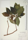 中文名:牛奶榕(S050877)學名:Ficus erecta Thunb. var. beecheyana (Hook. & Arn.) King(S050877)中文別名:牛乳榕