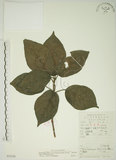 中文名:牛奶榕(S053226)學名:Ficus erecta Thunb. var. beecheyana (Hook. & Arn.) King(S053226)中文別名:牛乳榕