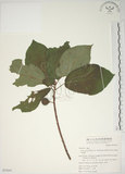 中文名:牛奶榕(S053641)學名:Ficus erecta Thunb. var. beecheyana (Hook. & Arn.) King(S053641)中文別名:牛乳榕