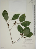 中文名:牛奶榕(S055193)學名:Ficus erecta Thunb. var. beecheyana (Hook. & Arn.) King(S055193)中文別名:牛乳榕