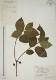 中文名:牛奶榕(S060904)學名:Ficus erecta Thunb. var. beecheyana (Hook. & Arn.) King(S060904)中文別名:牛乳榕