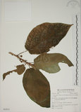 中文名:牛奶榕(S062813)學名:Ficus erecta Thunb. var. beecheyana (Hook. & Arn.) King(S062813)中文別名:牛乳榕
