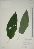 中文名:牛奶榕(S066250)學名:Ficus erecta Thunb. var. beecheyana (Hook. & Arn.) King(S066250)中文別名:牛乳榕