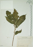 中文名:牛奶榕(S066261)學名:Ficus erecta Thunb. var. beecheyana (Hook. & Arn.) King(S066261)中文別名:牛乳榕