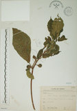 中文名:牛奶榕(S066262)學名:Ficus erecta Thunb. var. beecheyana (Hook. & Arn.) King(S066262)中文別名:牛乳榕