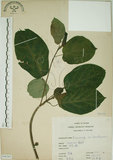 中文名:牛奶榕(S066263)學名:Ficus erecta Thunb. var. beecheyana (Hook. & Arn.) King(S066263)中文別名:牛乳榕