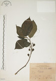 中文名:牛奶榕(S066265)學名:Ficus erecta Thunb. var. beecheyana (Hook. & Arn.) King(S066265)中文別名:牛乳榕