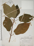 中文名:牛奶榕(S066266)學名:Ficus erecta Thunb. var. beecheyana (Hook. & Arn.) King(S066266)中文別名:牛乳榕