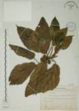 中文名:牛奶榕(S066267)學名:Ficus erecta Thunb. var. beecheyana (Hook. & Arn.) King(S066267)中文別名:牛乳榕