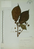 中文名:牛奶榕(S066275)學名:Ficus erecta Thunb. var. beecheyana (Hook. & Arn.) King(S066275)中文別名:牛乳榕