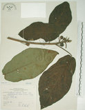 中文名:牛奶榕(S066281)學名:Ficus erecta Thunb. var. beecheyana (Hook. & Arn.) King(S066281)中文別名:牛乳榕
