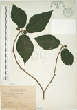 中文名:牛奶榕(S066282)學名:Ficus erecta Thunb. var. beecheyana (Hook. & Arn.) King(S066282)中文別名:牛乳榕