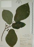中文名:牛奶榕(S066283)學名:Ficus erecta Thunb. var. beecheyana (Hook. & Arn.) King(S066283)中文別名:牛乳榕