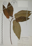 中文名:牛奶榕(S066284)學名:Ficus erecta Thunb. var. beecheyana (Hook. & Arn.) King(S066284)中文別名:牛乳榕