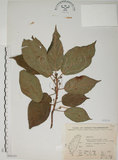 中文名:牛奶榕(S066285)學名:Ficus erecta Thunb. var. beecheyana (Hook. & Arn.) King(S066285)中文別名:牛乳榕