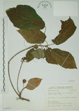 中文名:牛奶榕(S066325)學名:Ficus erecta Thunb. var. beecheyana (Hook. & Arn.) King(S066325)中文別名:牛乳榕