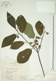 中文名:牛奶榕(S066326)學名:Ficus erecta Thunb. var. beecheyana (Hook. & Arn.) King(S066326)中文別名:牛乳榕