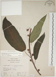 中文名:牛奶榕(S066327)學名:Ficus erecta Thunb. var. beecheyana (Hook. & Arn.) King(S066327)中文別名:牛乳榕