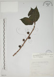 中文名:牛奶榕(S066328)學名:Ficus erecta Thunb. var. beecheyana (Hook. & Arn.) King(S066328)中文別名:牛乳榕