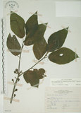 中文名:牛奶榕(S066329)學名:Ficus erecta Thunb. var. beecheyana (Hook. & Arn.) King(S066329)中文別名:牛乳榕