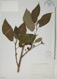 中文名:牛奶榕(S066330)學名:Ficus erecta Thunb. var. beecheyana (Hook. & Arn.) King(S066330)中文別名:牛乳榕