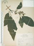 中文名:牛奶榕(S066331)學名:Ficus erecta Thunb. var. beecheyana (Hook. & Arn.) King(S066331)中文別名:牛乳榕