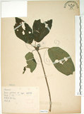 中文名:牛奶榕(S066336)學名:Ficus erecta Thunb. var. beecheyana (Hook. & Arn.) King(S066336)中文別名:牛乳榕