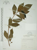 中文名:牛奶榕(S066337)學名:Ficus erecta Thunb. var. beecheyana (Hook. & Arn.) King(S066337)中文別名:牛乳榕
