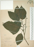 中文名:牛奶榕(S066440)學名:Ficus erecta Thunb. var. beecheyana (Hook. & Arn.) King(S066440)中文別名:牛乳榕