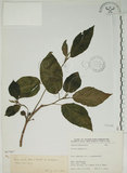中文名:牛奶榕(S067067)學名:Ficus erecta Thunb. var. beecheyana (Hook. & Arn.) King(S067067)中文別名:牛乳榕