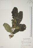 中文名:牛奶榕(S067708)學名:Ficus erecta Thunb. var. beecheyana (Hook. & Arn.) King(S067708)中文別名:牛乳榕