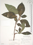 中文名:牛奶榕(S067822)學名:Ficus erecta Thunb. var. beecheyana (Hook. & Arn.) King(S067822)中文別名:牛乳榕