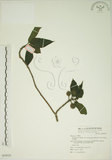 中文名:牛奶榕(S069028)學名:Ficus erecta Thunb. var. beecheyana (Hook. & Arn.) King(S069028)中文別名:牛乳榕