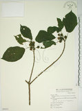 中文名:牛奶榕(S069351)學名:Ficus erecta Thunb. var. beecheyana (Hook. & Arn.) King(S069351)中文別名:牛乳榕