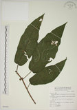 中文名:牛奶榕(S069401)學名:Ficus erecta Thunb. var. beecheyana (Hook. & Arn.) King(S069401)中文別名:牛乳榕