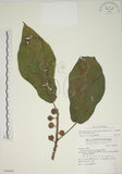 中文名:牛奶榕(S069888)學名:Ficus erecta Thunb. var. beecheyana (Hook. & Arn.) King(S069888)中文別名:牛乳榕