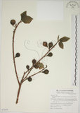 中文名:牛奶榕(S072678)學名:Ficus erecta Thunb. var. beecheyana (Hook. & Arn.) King(S072678)中文別名:牛乳榕