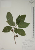 中文名:牛奶榕(S072838)學名:Ficus erecta Thunb. var. beecheyana (Hook. & Arn.) King(S072838)中文別名:牛乳榕