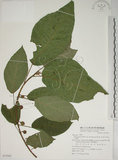 中文名:牛奶榕(S072902)學名:Ficus erecta Thunb. var. beecheyana (Hook. & Arn.) King(S072902)中文別名:牛乳榕